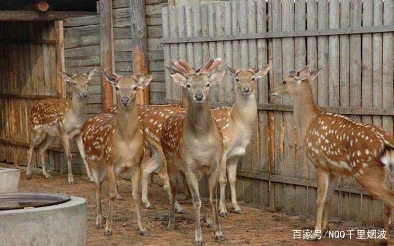 了解梅花鹿种鹿：养殖知识全解