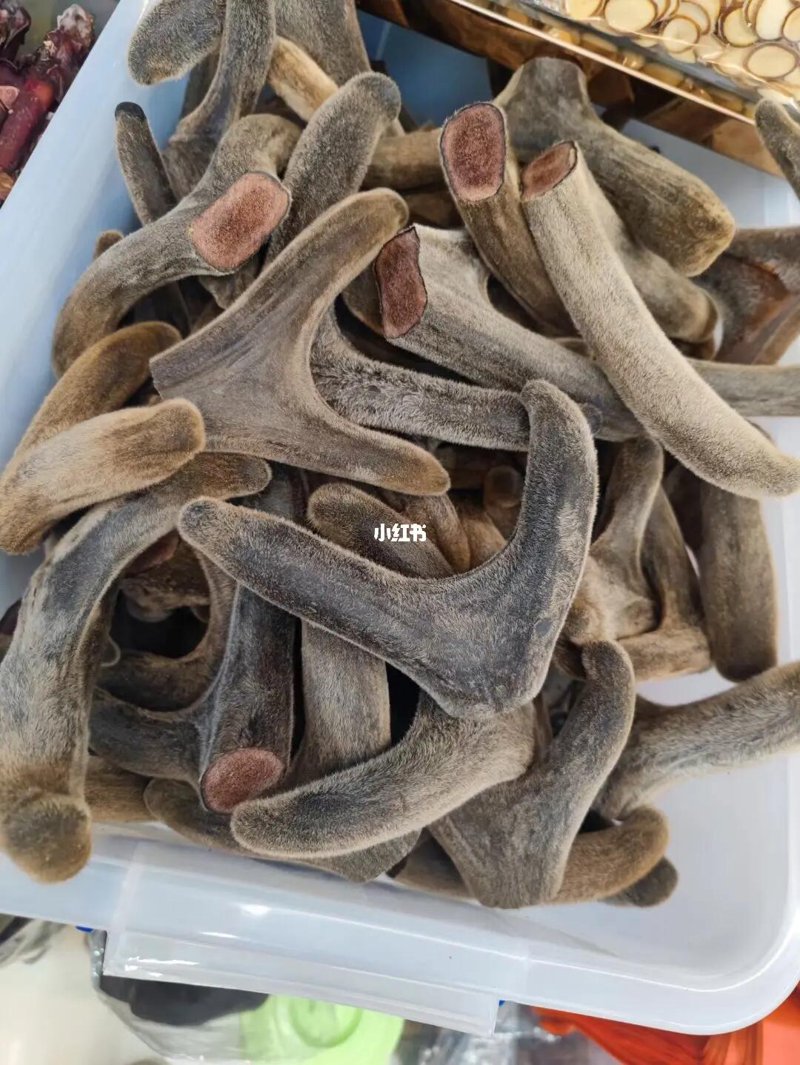 如何高效培育梅花鹿种鹿？这里有一套实用技巧！