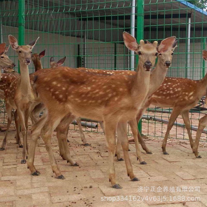 梅花鹿养殖场