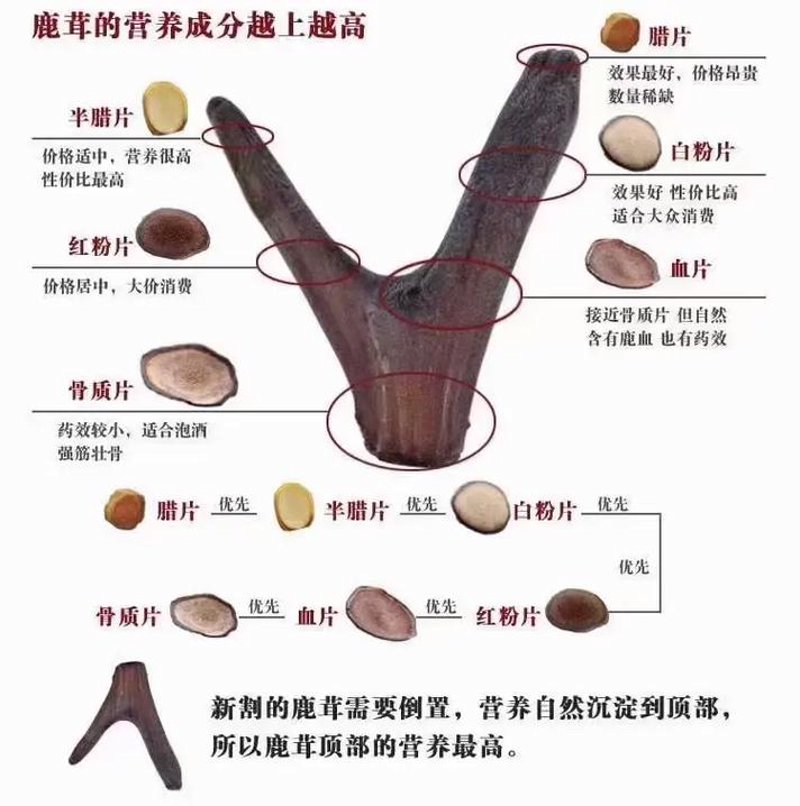 梅花鹿鹿茸
