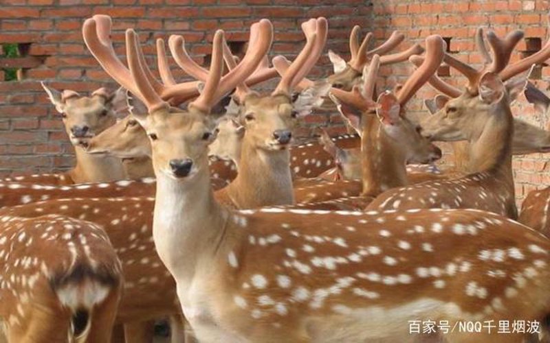 梅花鹿养殖行业动态：探索新的市场机遇