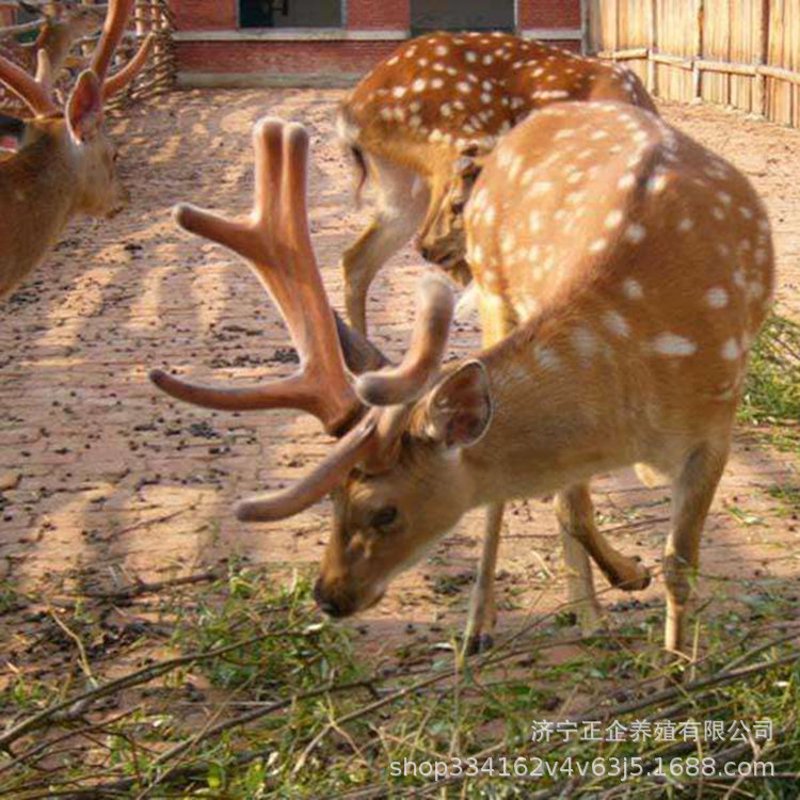 梅花鹿养殖技术：探索自然之美